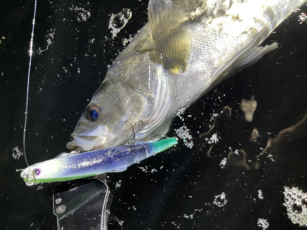 Angler_k11's tweet image. シェリー125SS fimoオリカラ販売👀
今回は抽選販売となります。

【抽選受付期間】
2月5日（水）12時 ～ 2月12日（水）12時まで。
【当選連絡】
2月中旬頃を予定。

詳しくはこちら⤵︎
🔥fimosw.com/u/admin/zd3jnh…🔥

#fimoショップ
#シェリー125SS