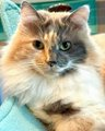 Gorgeous dilute calico "Butterfly" of the long-haired kind is at Cat Town in #OaklandCA &amp; would love to chill in your home as she is there! Adopt this doll (pledges not required, just a forever home &amp; endless love)! All the info is here: cattownoakland.org/adopt#action_1… 😺👍💞