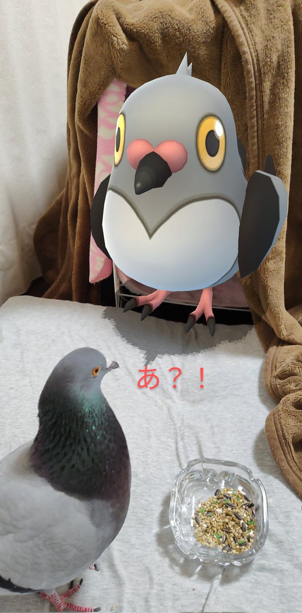 takereba's tweet image. 2月17日から ダイマックスマメパト初登場のようですね🥳🎉
早くもボックス枠 空けて準備してます🤣
ご飯を食べてる隙にマメパトに寝床の入口を塞がれている玉三郎…🤭