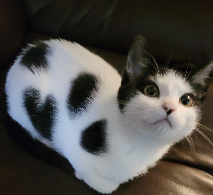 The Pets 𝕏 tweet media