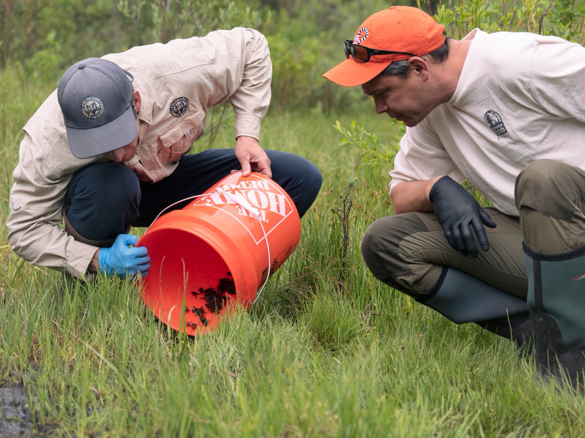 DenverZoo's tweet photo. We're celebrating #ReverseTheRedDay with a huge milestone for state Endangered boreal toads! Our partners @COParksWildlife shared reintroduced toads are naturally reproducing in CO wetlands. 🐸 

Go, #TeamToad! #SavingWildlifeTogether @ReversetheRed1 #ColoradoConservation https://t.co/6H81LHRQX4
