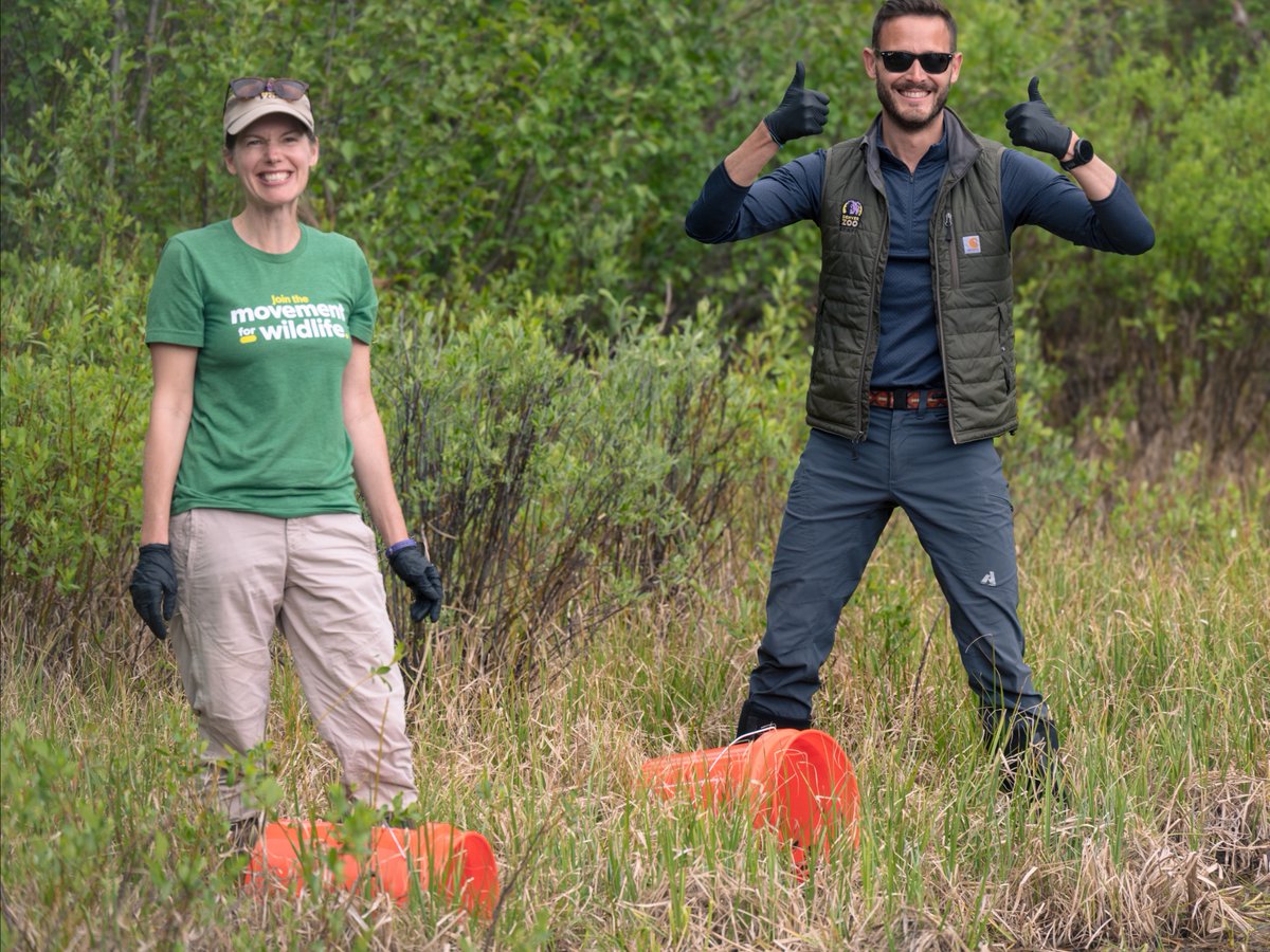 DenverZoo's tweet photo. We're celebrating #ReverseTheRedDay with a huge milestone for state Endangered boreal toads! Our partners @COParksWildlife shared reintroduced toads are naturally reproducing in CO wetlands. 🐸 

Go, #TeamToad! #SavingWildlifeTogether @ReversetheRed1 #ColoradoConservation https://t.co/6H81LHRQX4