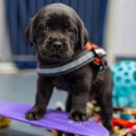 Photo by Freedom Service Dogs (@FreedomSvcDogs)