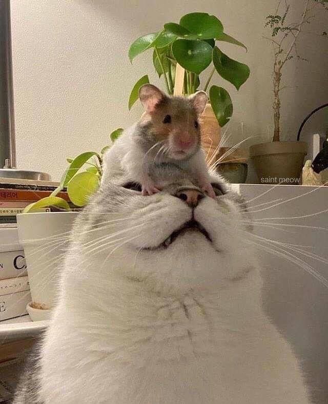 PunchingCat's tweet photo. mind control https://t.co/yEeDjKMnYt