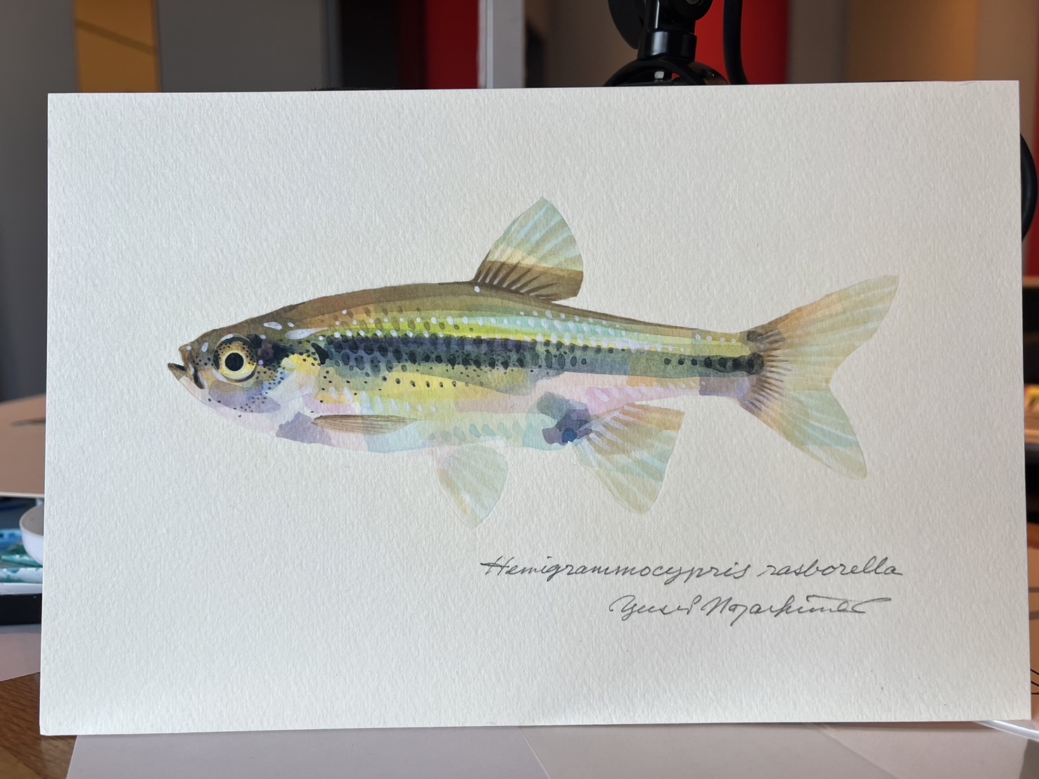 ★鈴木哲也★S6(410×410mm)アクリル原画1点物★送料無料#127 鈴木香里武🐠幼魚水族館 館長 - Karibu Suzuki - on X: 