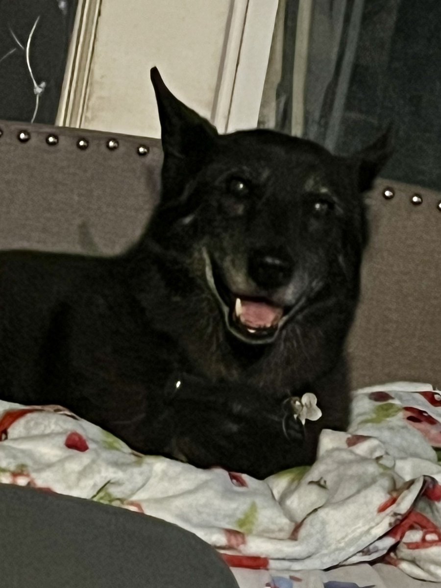 Vader,Storm 🌈 & Mama tweet media