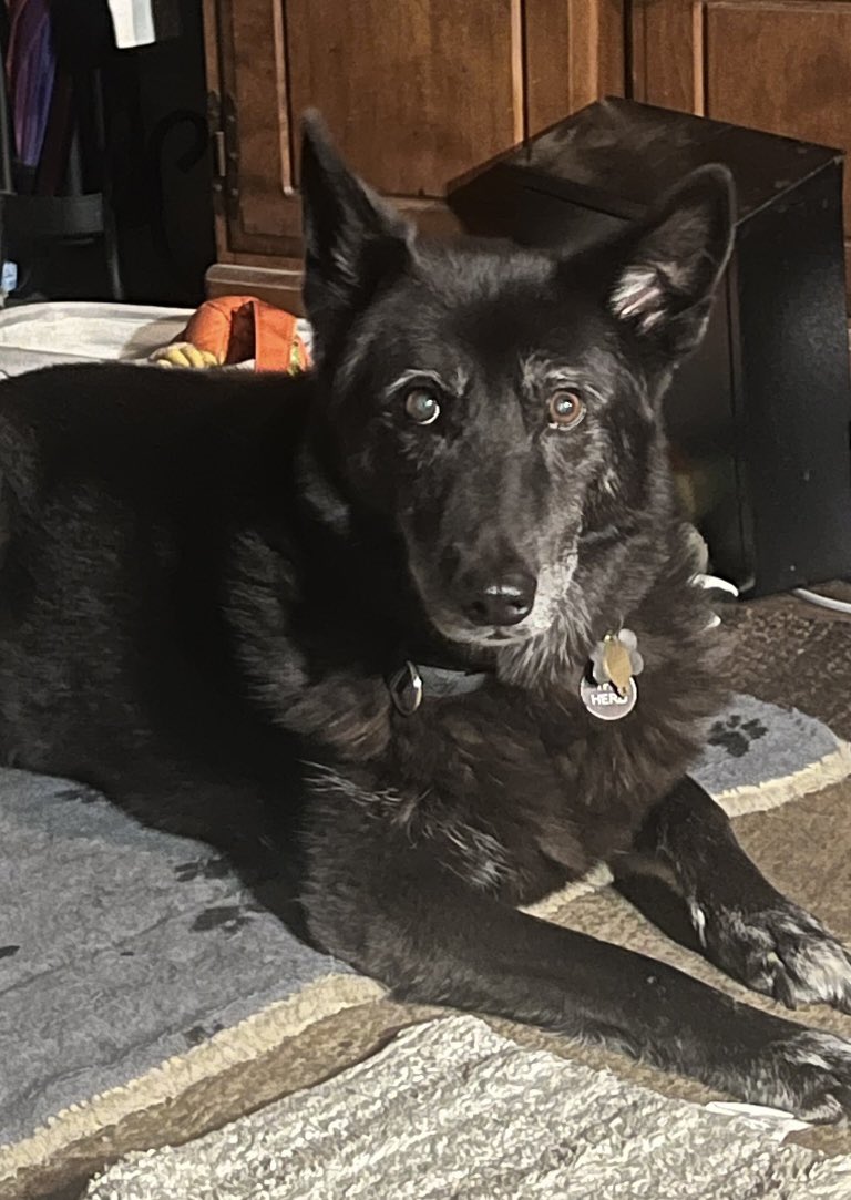 Vader,Storm 🌈 & Mama tweet media