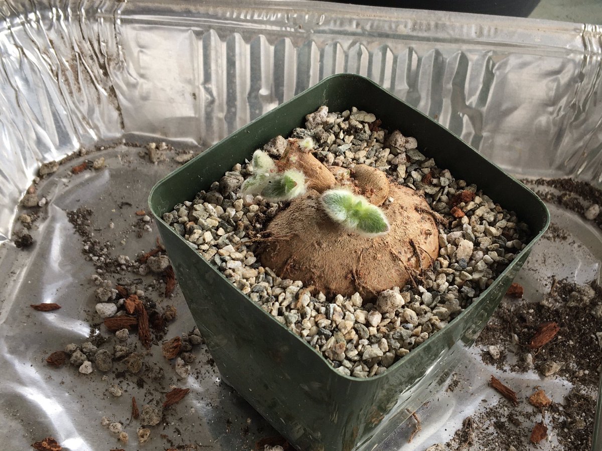 hobomobo's tweet photo. There were a lot of roots but I just gave them a trim and used the same size pot, trying to be space-conscious. Flowers by May, hopefully. https://t.co/0vnUsYdFGE