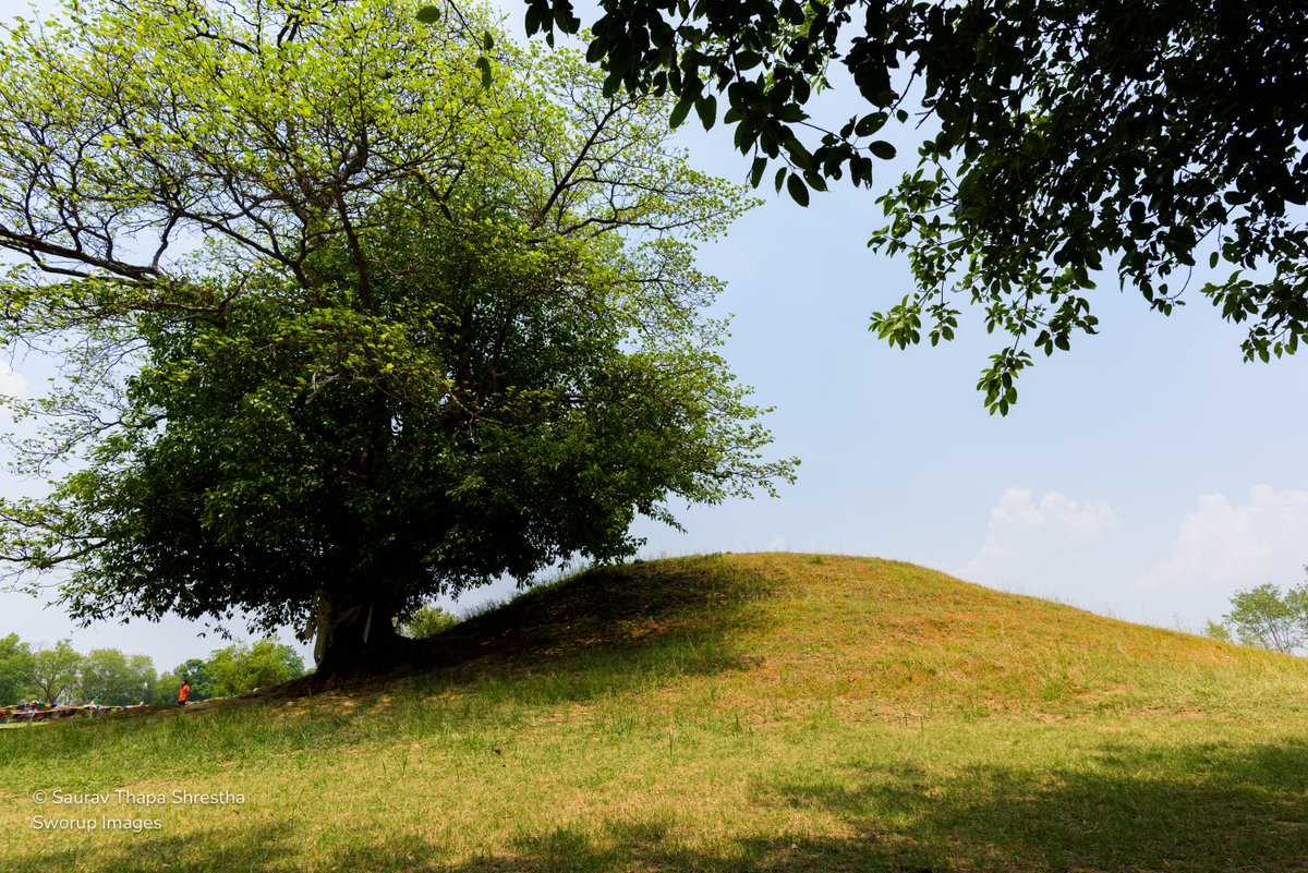 sworupsth's tweet photo. Less promoted but a very pure-land. The only remaining relics of Sakyamuni Buddha (Gautama Buddha) at #Ramagrama. The next photo is of the monastery of Manang Samaj in Lumbini.   #Sworupimages https://t.co/JziHiNNryF