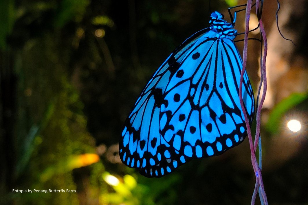 Get ready to be illuminated by nature's enchanting beauty at the world's first biofluorescent garden at Entopia by Night, Penang.

Making a hallmark of its innovative approach to nature education, experience the groundbreaking immersive nighttime attraction where you can see