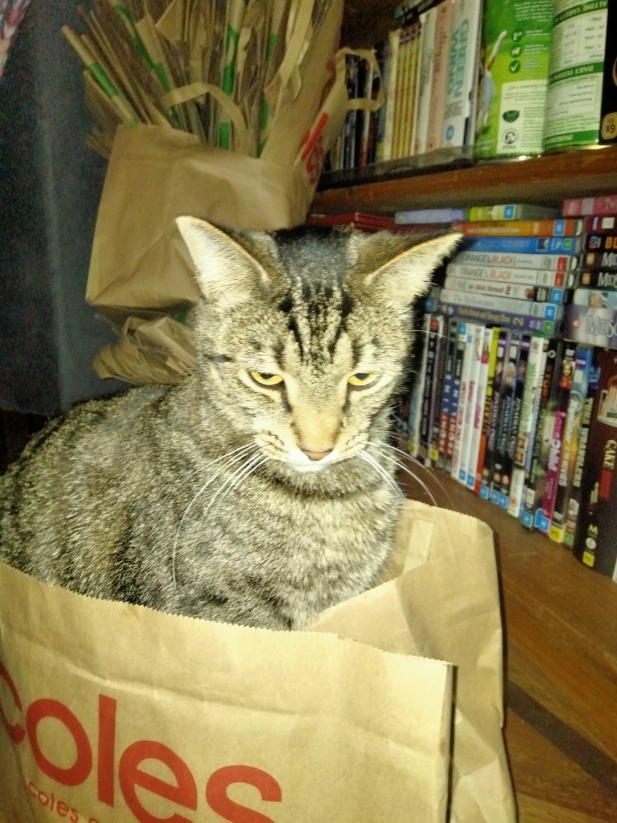Zeke in a bag