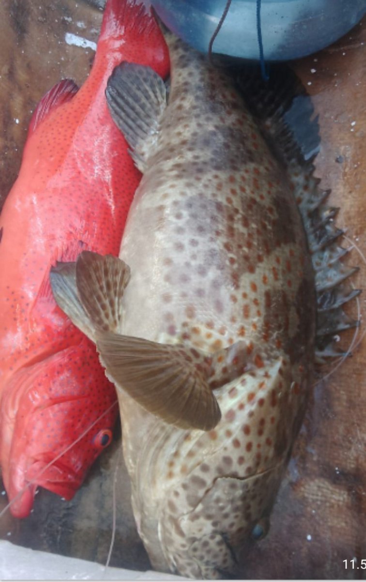 stdewi98's tweet image. Kamis,30 Januari 2025 pengambilan data Produksi pada KUB Panrita Lopi 10 kg Di Desa Bontosunggu Kec.Tamalatea Kab.Jeneponto
# Puslatluh KP 
# BRPBAPPP Maros 
# Luhkan Jeneponto