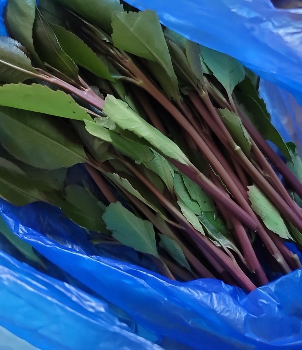 عمري 22 ابغا سالب كبير بالعمر يجي يكلمني ونتفق لا يجي الا الجااد