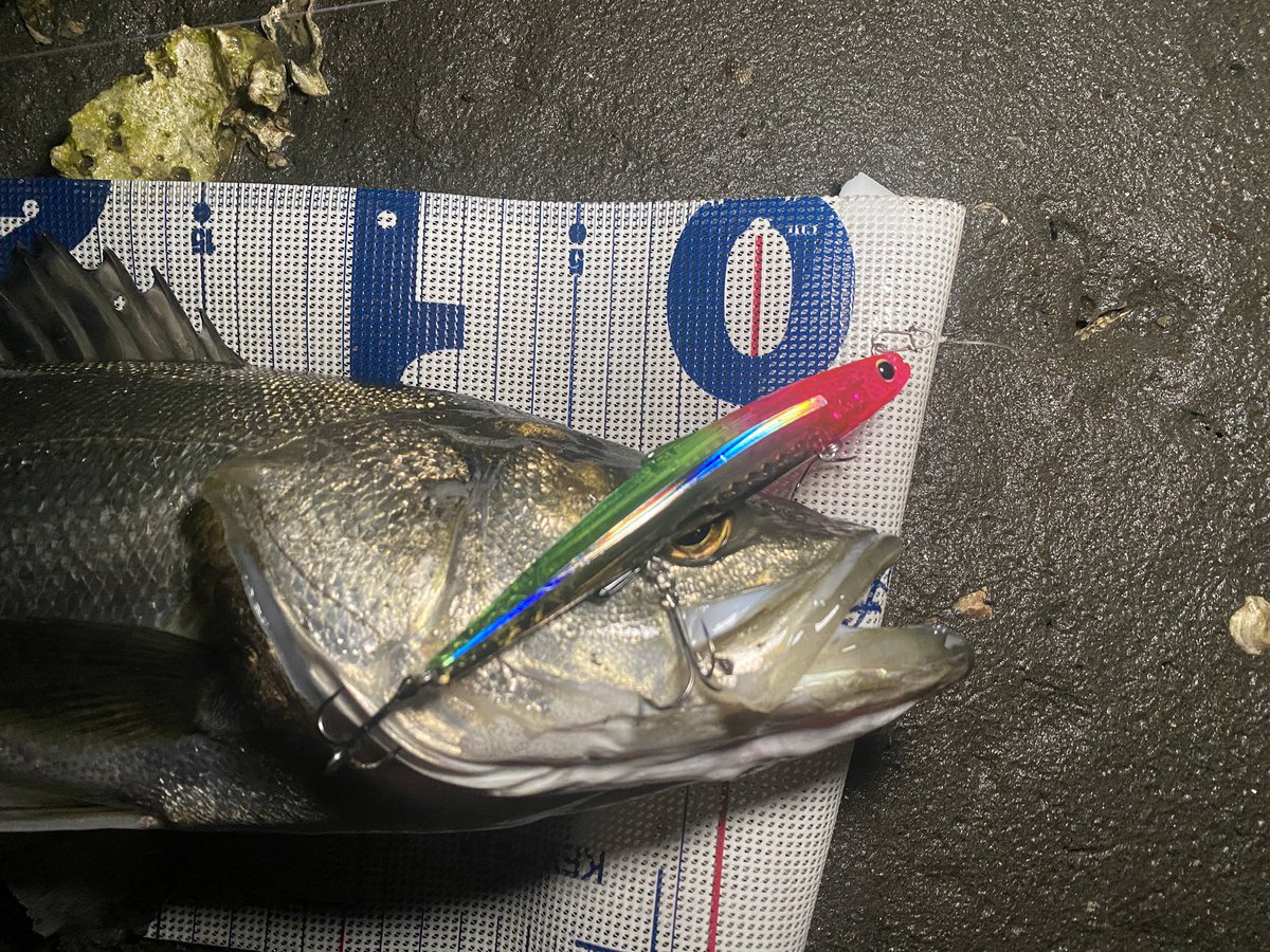 i_01222's tweet image. fimoオリカラ　シェリー125ss

アミパターンでも@seabassLBD さんのミヤキリBBでボコボコでした🙌

詳しくは
fimosw.com/u/admin/zd3jnh…

#fimoオリカラ
#fimoフィールドモニター
#シェリー125SS
#PR