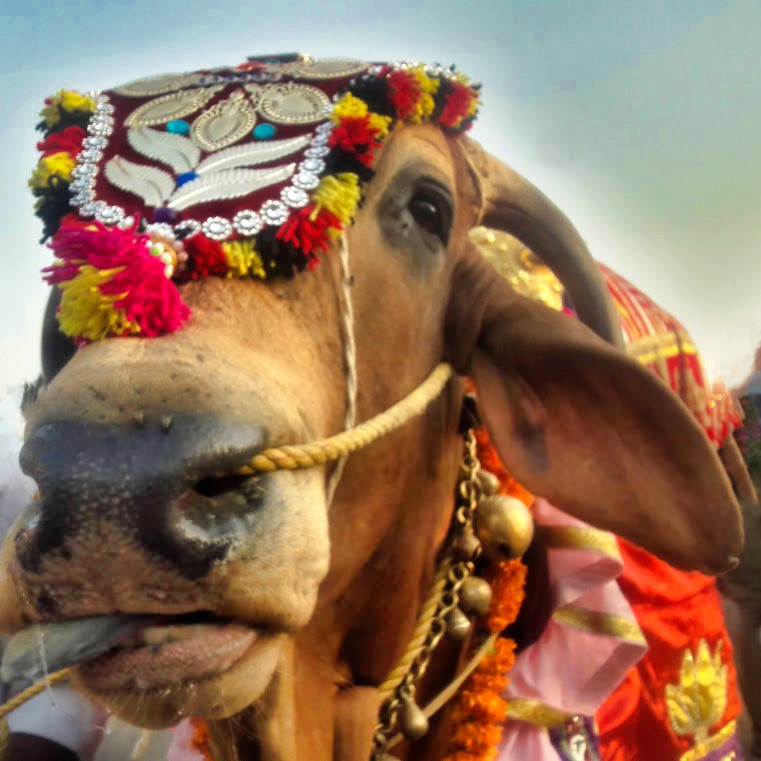 affordindianart's tweet photo. @ViewFromShikhar Dharmasthala Streets Karnataka
#CanonIXUS #animalportrait #portrait #cow https://t.co/lqGtGH5ItY
