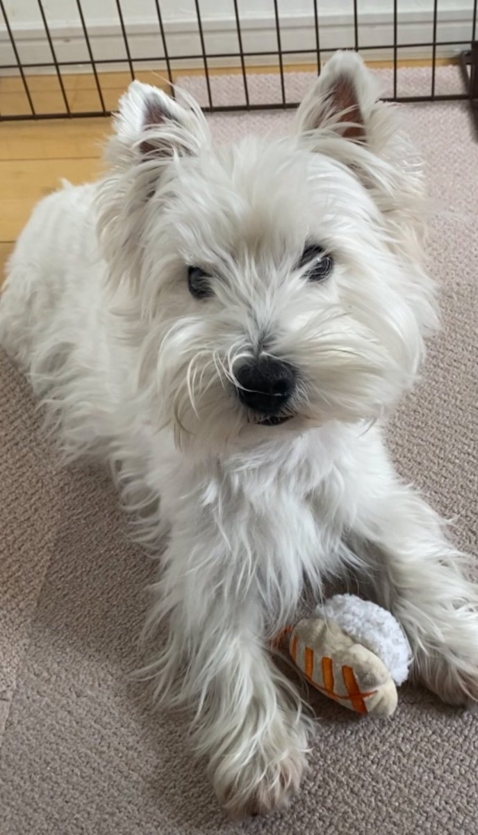 お寿司食べたいね🍣(ママだけか)
#私を寿司屋に連れてって
#ウエストハイランドホワイトテリア  #ウエスティ #WESTIE #westhighlandwhiteterrier  #犬のいる暮らし