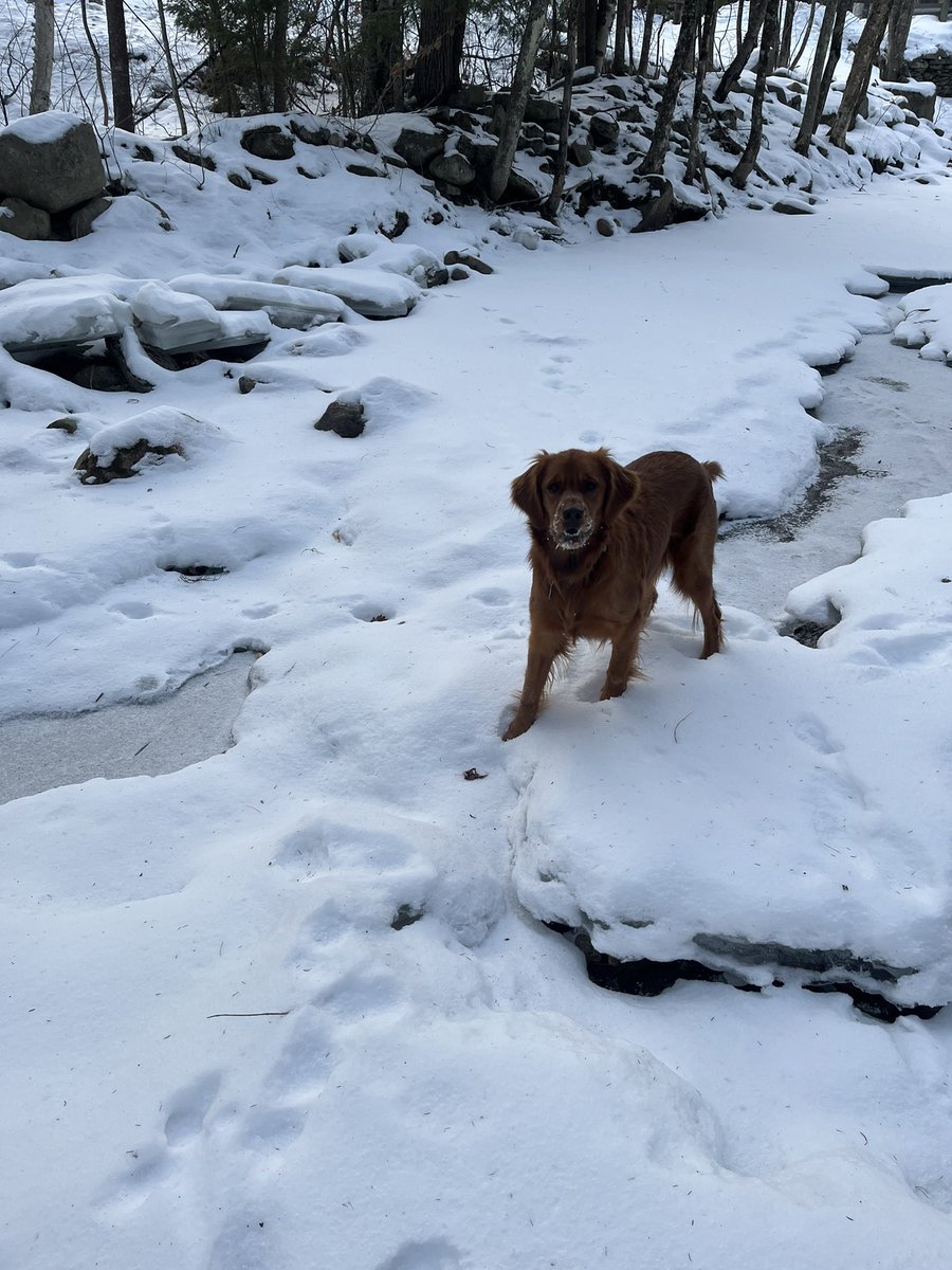 Today’s river exploration with my favorite trio of barkbeasts!
