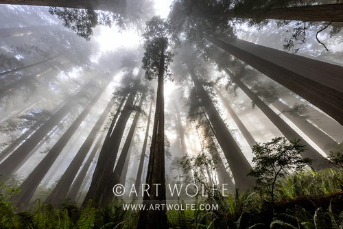 artwolfe's tweet image. #TuesdayTree California, Jedediah Smith Redwoods State Park, coast redwood trees (Sequoia sempervirens), IUCN Redlist status: Endangered

#Redwood #ExploreCreateInspire #CanonLegend #ArtWolfe #potd #somethingbeautiful #endangeredspecies