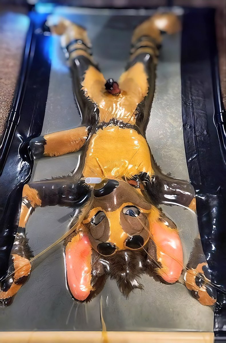 Ankle biter Aardwolf tweet media