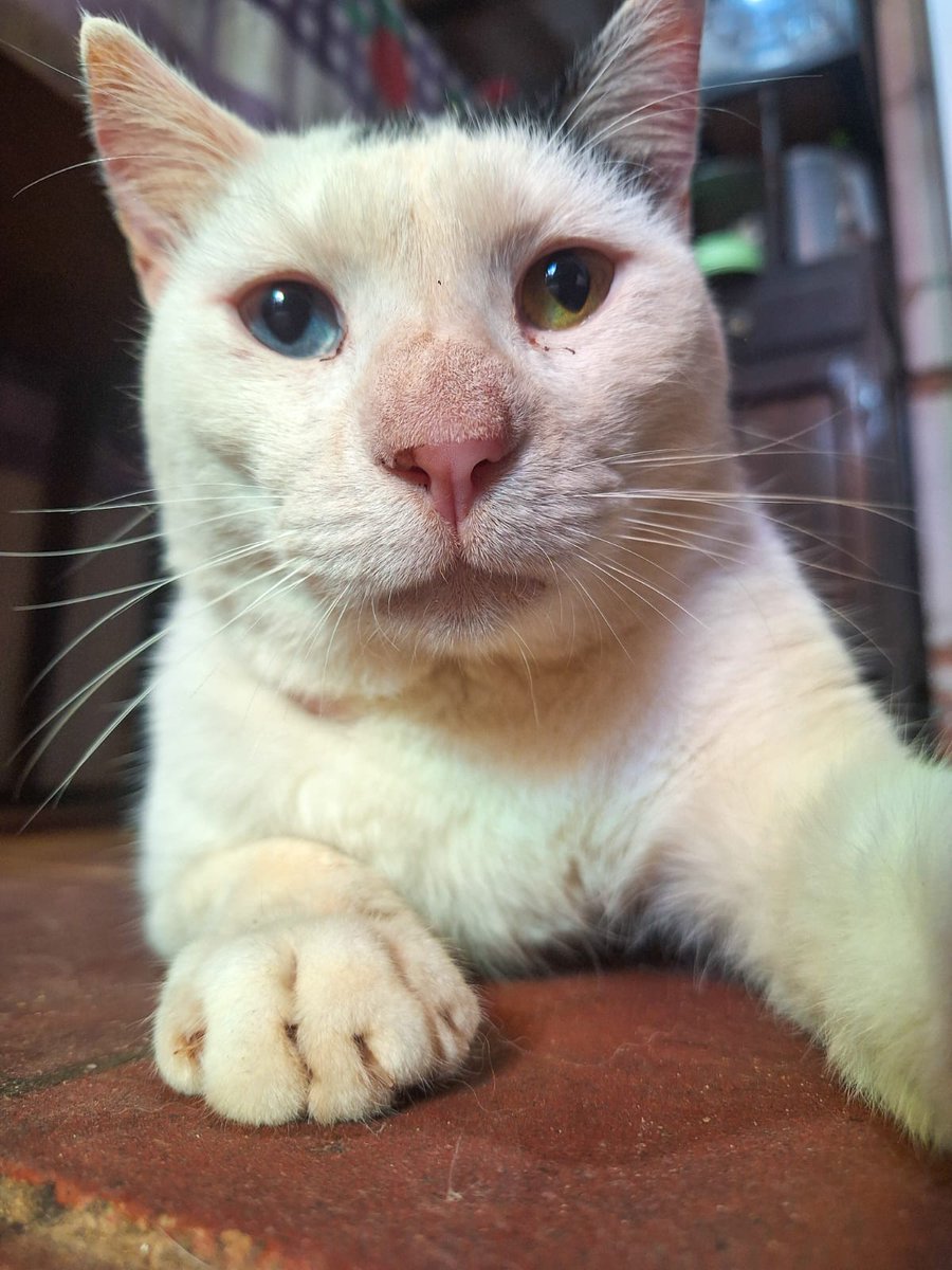 revngerard's tweet image. estoy haciendo una rifa para mi gordo Jimin, él tiene cáncer y fiv (sida felino) 
‼El premio es una Essen‼
todas las ganancias serán para sus medicamentos y tratamiento médico