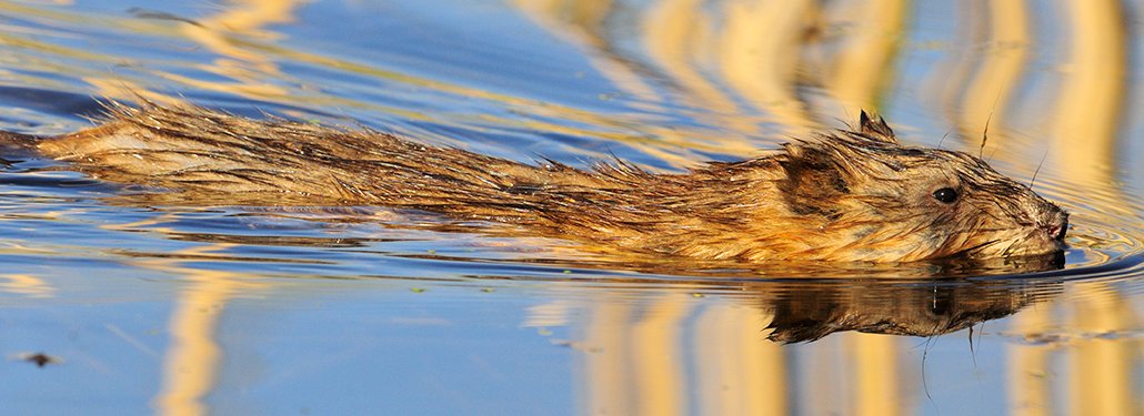 Have you seen Minnesota’s most abundant and prolific furbearer—the muskrat? Look for these mammals near water year-round but you may not see as many as you used to as North American muskrat populations are in decline.😭 <a href="/MCVmag/">MCVmag</a> tinyurl.com/3bj2653e 
📷:  Photo by Bill Marchel