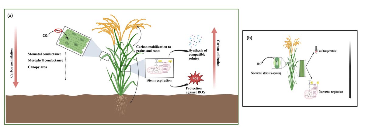 Saini DK (@sainidk10) on Twitter photo Reviewed ~700 studies on drought stress! Covering 1,452 QTLs, 305 drought-associated genes, and 81 transgenes (incl priotized candidates), we offer insights for breeding drought-tolerant rice in this article.🙌🤞🥳 doi.org/10.1016/j.stre… #CropForageSystemsLab <a href="/KJagadish_TTU/">Krishna Jagadish</a> Reviewed ~700 studies on drought stress! Covering 1,452 QTLs, 305 drought-associated genes, and 81 transgenes (incl priotized candidates), we offer insights for breeding drought-tolerant rice in this article.🙌🤞🥳 doi.org/10.1016/j.stre… #CropForageSystemsLab <a href="/KJagadish_TTU/">Krishna Jagadish</a>