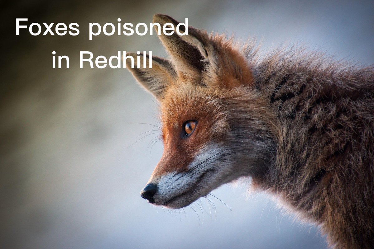 Foxes have been poisoned in Redhill. 

Now there are concerns for cats, dogs and children. 

To hear the clip, tap here and then tap ▶ tinyurl.com/prp72fox

#Reigate #Redhill #Merstham #Buckland  #Betchworth #Brockham #Horley #Gatton #Earlswood #Charlwood