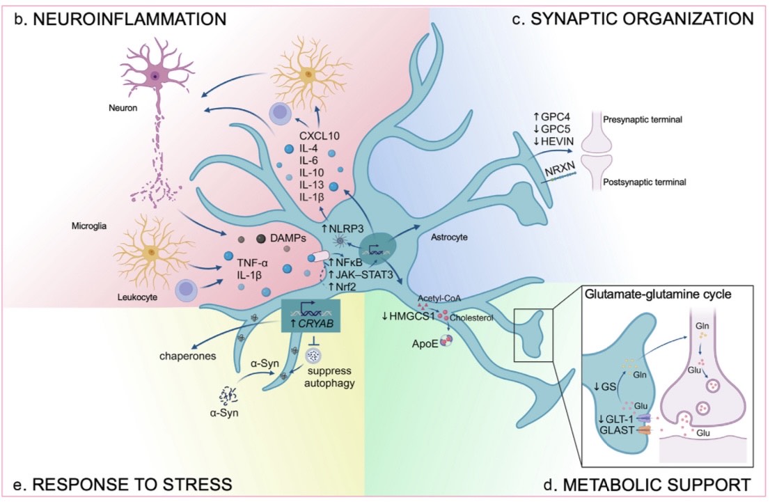 Our review, titled "Common alterations to astrocytes across neurodegenerative disorders", with Tao Tao <a href="/ttao2021/">Tao Tao (陶陶)</a> and Prof. Nicola Allen is out in Current Opinion in Neurobiology. My first neuroscience piece published at the Salk Institute <a href="/salkinstitute/">Salk Institute</a> 
sciencedirect.com/science/articl…