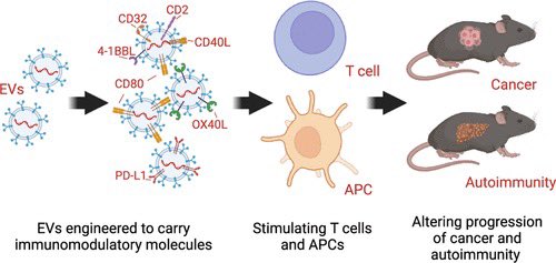 Pleased to share article ✌️this week!
We show that allogenic and non-immunogenic exosomes can be engineered to induce specific immune responses, with therapeutic potential. 

Full article is online <a href="/acsnano/">ACS Nano</a> now!
⬇️

pubs.acs.org/doi/10.1021/ac…