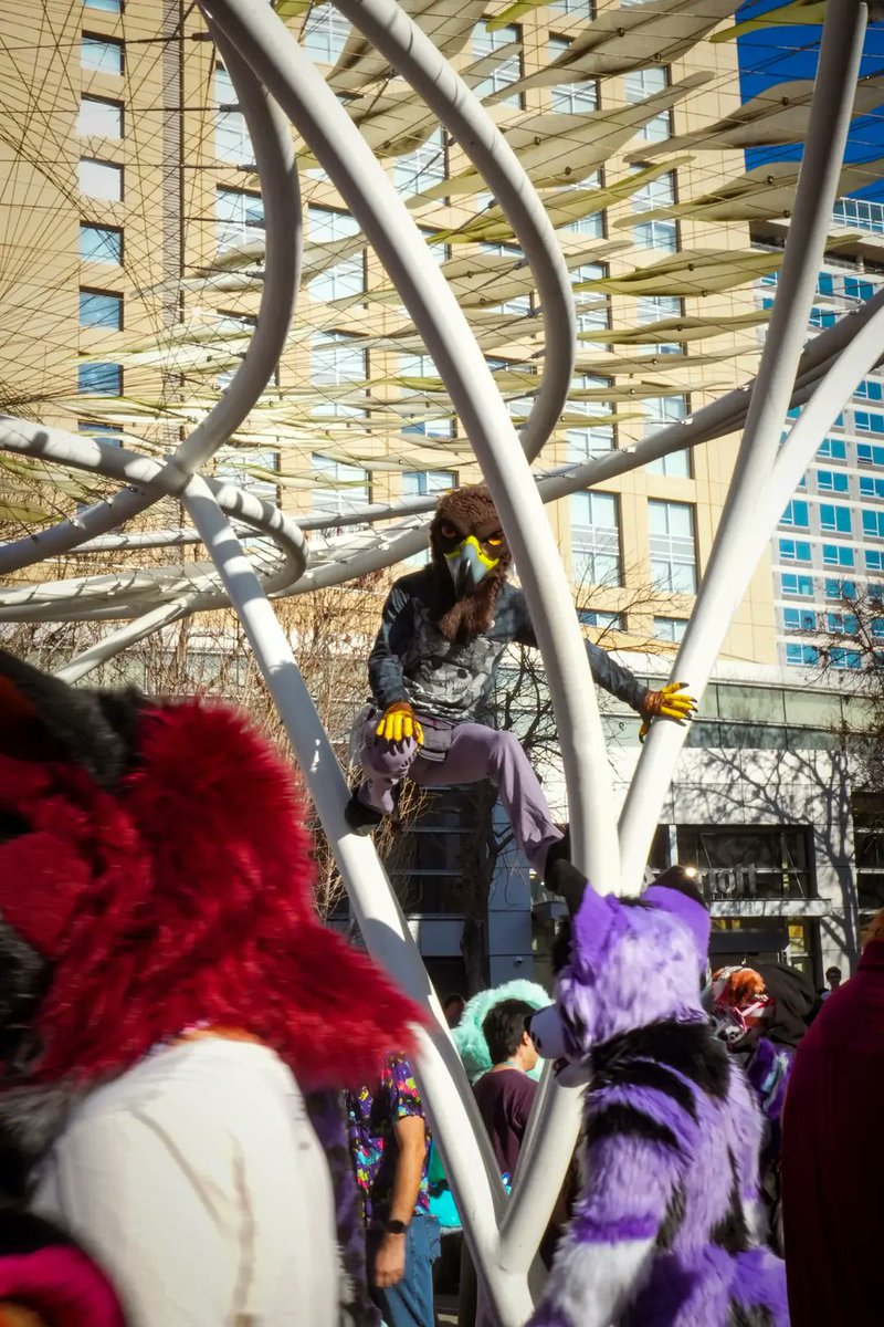 Just furries going about their business at the San Jose convention center. Don't ask them what kind of business they're up to though, some of them don't even know themselves!

#furry #fursuiter #FursuitEveryday