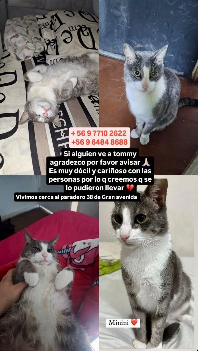 🔴 El Bosque / Santiago - Buscamos a Tommy, me ayudan a compartir por fis? 🙏🏼