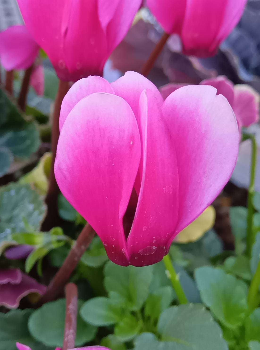 ヨッシー (@lkArKqLzAvYbkv5) / X