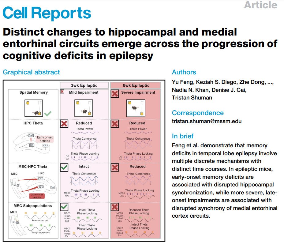 Tristan Shuman (@tristanshuman) on Twitter photo New paper out in <a href="/CellReports/">Cell Reports</a>! Led by <a href="/susie_feng/">Susie Yu Feng</a>, we found that chronic epilepsy in mice drives distinct synchronization deficits in hippocampus and MEC, with early changes in HPC and late-onset changes in MEC that align with progressive memory deficits.
cell.com/cell-reports/f… New paper out in <a href="/CellReports/">Cell Reports</a>! Led by <a href="/susie_feng/">Susie Yu Feng</a>, we found that chronic epilepsy in mice drives distinct synchronization deficits in hippocampus and MEC, with early changes in HPC and late-onset changes in MEC that align with progressive memory deficits.
cell.com/cell-reports/f…