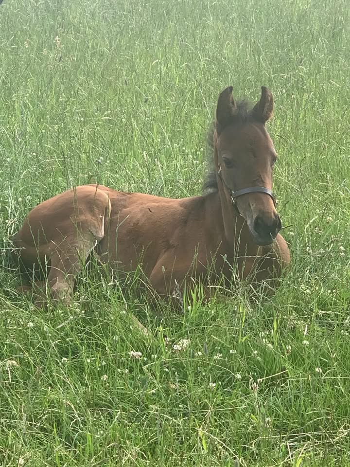 🥇 AUTHORIZED MISSION 🥇 AJ
We cannot describe the high we are on today! Our first Homebred win ,5 years of torture this boy has put the staff through 🤣 anyone who hasn’t had a kick has done well. But he proved today that it was all worth it! 🖤🤍🖤🤍 
A huge thank you to all .