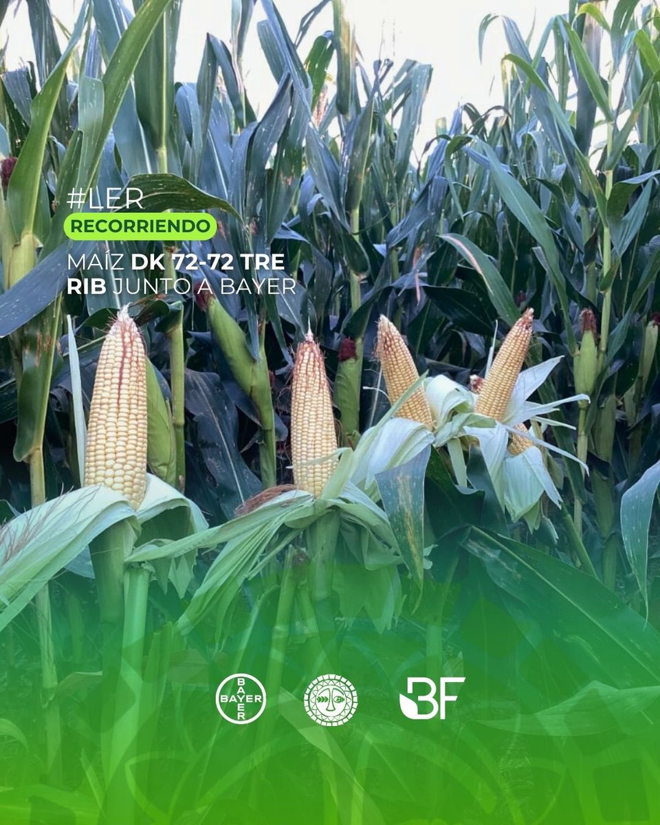 Recorriendo lotes de maiz en Bolívar 🌱

En el marco de #LER de <a href="/AgroBayerAR/">Agro Bayer</a> , realizamos recorridas diarias, para evaluar el desempeño de Maices <a href="/DekalbArgentina/">DEKALB Argentina</a> . En este caso DK 72-72 TRE RIB. 

#agro #innovación #campoargentino <a href="/FieldViewArg/">FieldView Argentina</a>