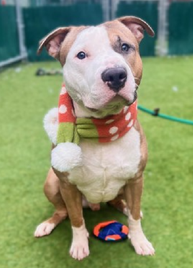 NMBewitched's tweet photo. France
Kill Listed for 1/30
#NYCACC
#FostersSaveLives
#Pledge4Life
France is 2yrs, the same ragging hormones as your teenager. Needs a snip, exercise routine, guidance & lots of love
Loves people, solo pet https://t.co/mOXXef3R9k