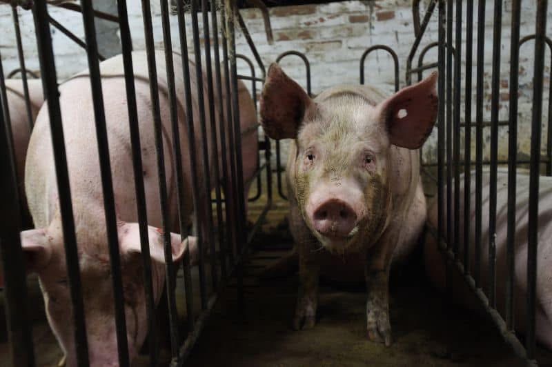 Every life is worth living, every soul is valuable.
Before we go looking for life on other planets let’s stop abusing the sentient creatures on this one.
<a href="/ciwf/">Compassion in World Farming UK</a>