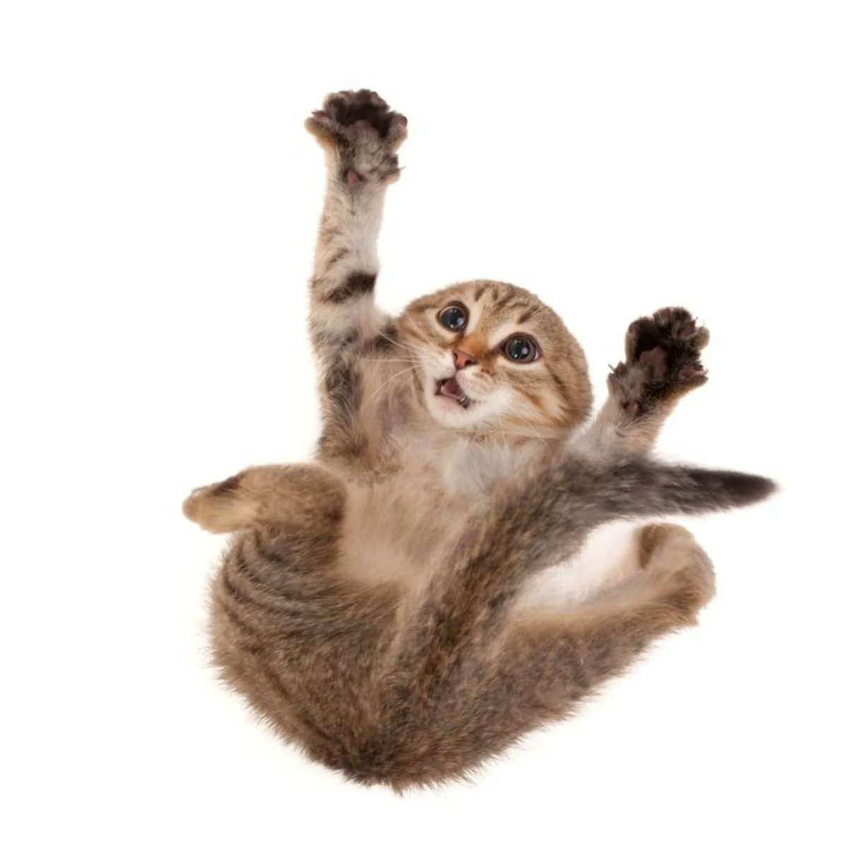 PunchingCat's tweet photo. merrrowwww https://t.co/rxXGz6iQDV