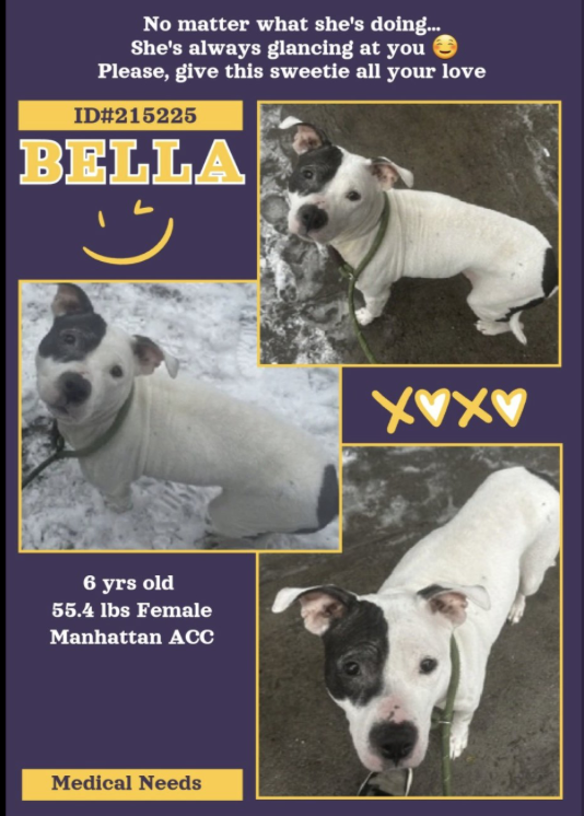 BeeDoDoobieDo's tweet photo. Bella https://t.co/JTYSvjPYGx https://t.co/EqNXqOi8XR