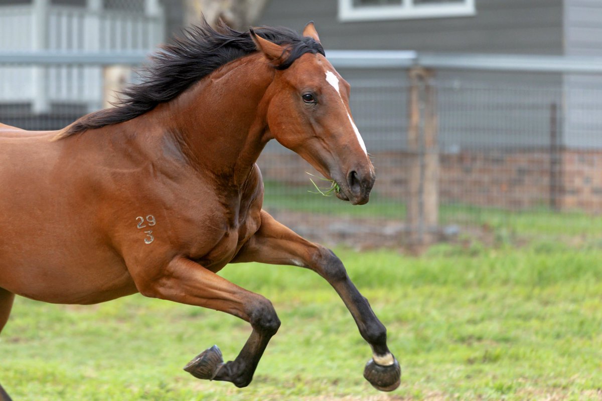 WillowParkStud tweet media