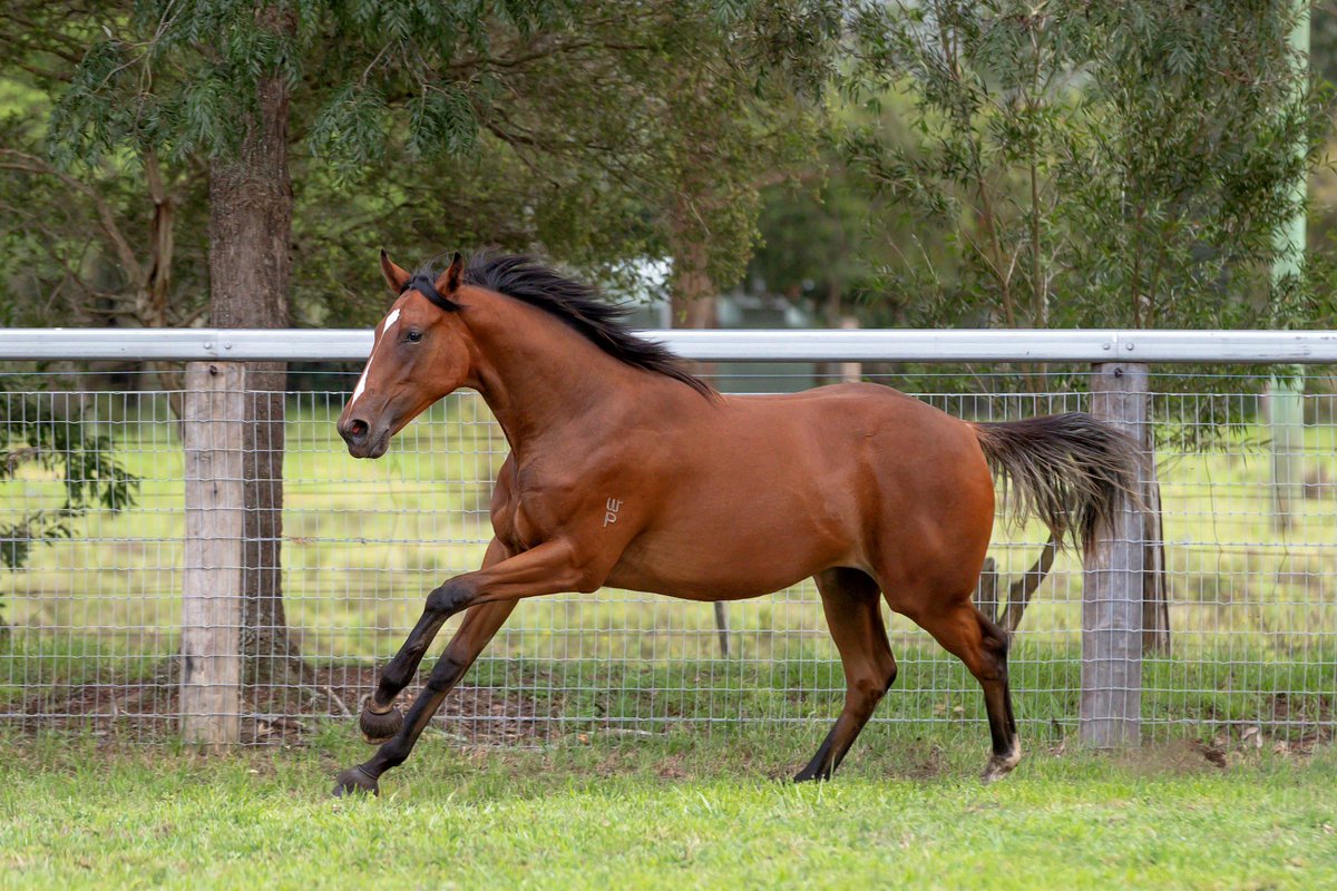 WillowParkStud tweet media