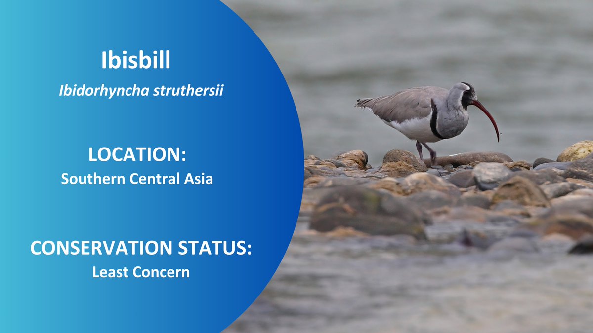 IntBirdRescue's tweet photo. The Ibisbill, known as the "wonder bird of the Himalayas," is rare and elusive. These ground-nesting birds live on small islands in headwater streams, where boulders and pebbles interrupt the waterway. #WaterbirdWednesday https://t.co/h0ZqLNm6Qx