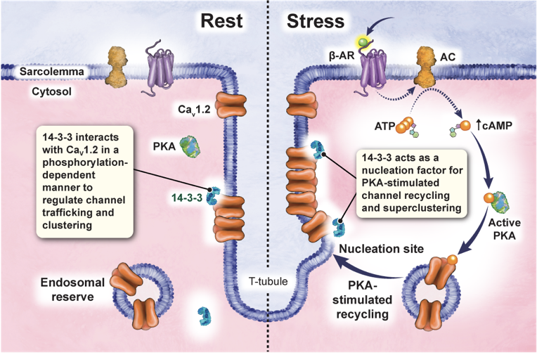 Rose Dixon (@roseedixon1) on Twitter photo New in <a href="/PNASNews/">PNASNews</a>: We uncovered that a small protein called 14-3-3 acts as critical modulatory protein, orchestrating calcium channel trafficking, and fine-tuning the heart's response to stress signals. <a href="/UCDavisHealth/">UC Davis Health</a> <a href="/ucd_physiology/">UC Davis Physiology</a> <a href="/MCIPUCD/">MCIP at UC Davis</a> pnas.org/doi/full/10.10… New in <a href="/PNASNews/">PNASNews</a>: We uncovered that a small protein called 14-3-3 acts as critical modulatory protein, orchestrating calcium channel trafficking, and fine-tuning the heart's response to stress signals. <a href="/UCDavisHealth/">UC Davis Health</a> <a href="/ucd_physiology/">UC Davis Physiology</a> <a href="/MCIPUCD/">MCIP at UC Davis</a> pnas.org/doi/full/10.10…