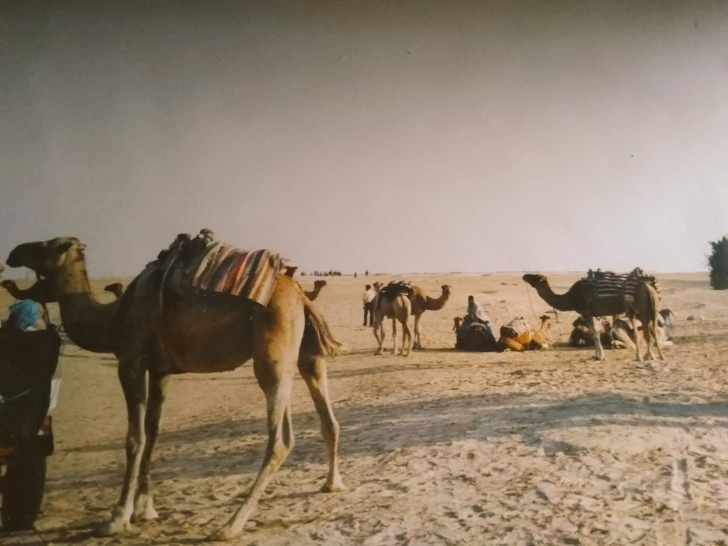 Ione_Ferranti's tweet photo. Quando sei nel deserto può capitare di avere un miraggio, ti sembra di vedere un uomo in lontananza ma poi ti avvicini e ti rendi conto che è solo un ramo secco
#desert #deserto #sahara #coattiedovetrovarli #meschini https://t.co/MfN3zT7rc2