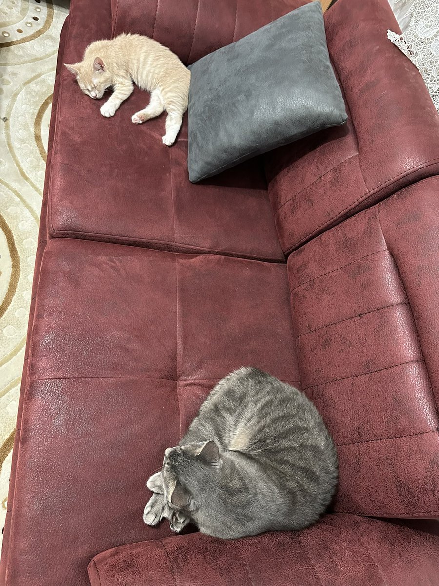 Aynı odada bile durmak istemeyen Gofret’e, uyurken bile aynı koltukta olmak isteyen Fıstık.