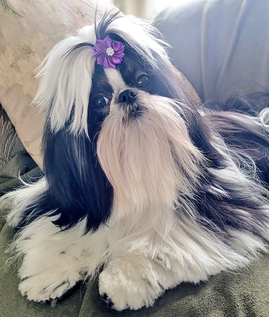 DestCharming's tweet image. "I'm pretty and I know it!" Little Gigi is wearing a purple flower bow today and she loves to pose for the camera!
💜🐕📸💜😘
#dogsofX #shihtzu #dogmodel