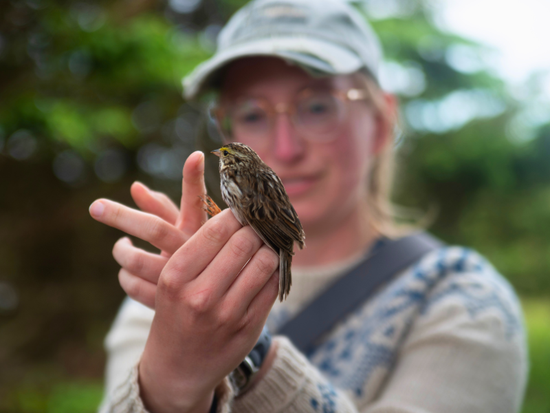 College of Biological Science (@uofgcbs) on Twitter photo Savannah sparrows on Kent Island, NB show both monogamy & polygyny, but what are the costs of "social polygyny" on secondary females – those mating with already-mated males?🪶
New research by Sarah Mueller from the <a href="/RyanNorrisSci/">Dr. Ryan Norris</a> Lab <a href="/IntUGrativeBiol/">Integrative Biology</a>:
🗞️uoguelph.ca/cbs/news/2025/… Savannah sparrows on Kent Island, NB show both monogamy & polygyny, but what are the costs of "social polygyny" on secondary females – those mating with already-mated males?🪶
New research by Sarah Mueller from the <a href="/RyanNorrisSci/">Dr. Ryan Norris</a> Lab <a href="/IntUGrativeBiol/">Integrative Biology</a>:
🗞️uoguelph.ca/cbs/news/2025/…