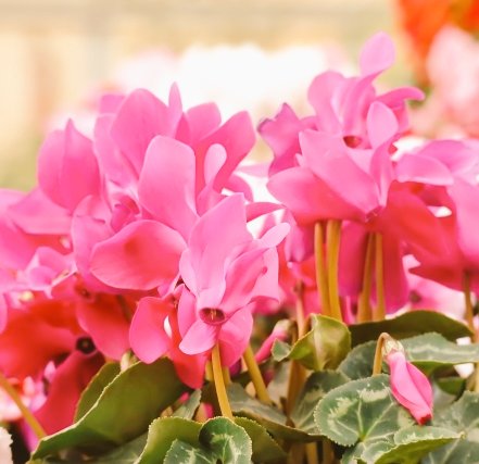 おはようございます(^O^)(💖ᴗ͈ˬᴗ͈)ﾍﾟｺﾘ｡:.ﾟஐ⋆*🌷🌱🌸🌿🌼☘️🌈😘😘😘❤❤❤❤✨✨✨🌈💓⋆͛♡⋆͛🍬🍬〜♪。.:＊・゜♪。.💗💕💖💞💝💘💓🥰💕💕✨🌹•*¨*•...🌺..｡.:*🌷(͒ ᴖ ·̫ ᴖ⸝⸝ )͒♪❤️🥰😘😍😚🫶🏻🎀🩷🌸🌷🌼🌷🌸ꕤ୭*(*˘︶˘*).｡.:*♡𓂃 𓈒𓏸◌🍀☃︎︎︎☁︎︎*.︎︎︎︎°☽。❅°゜.❆
