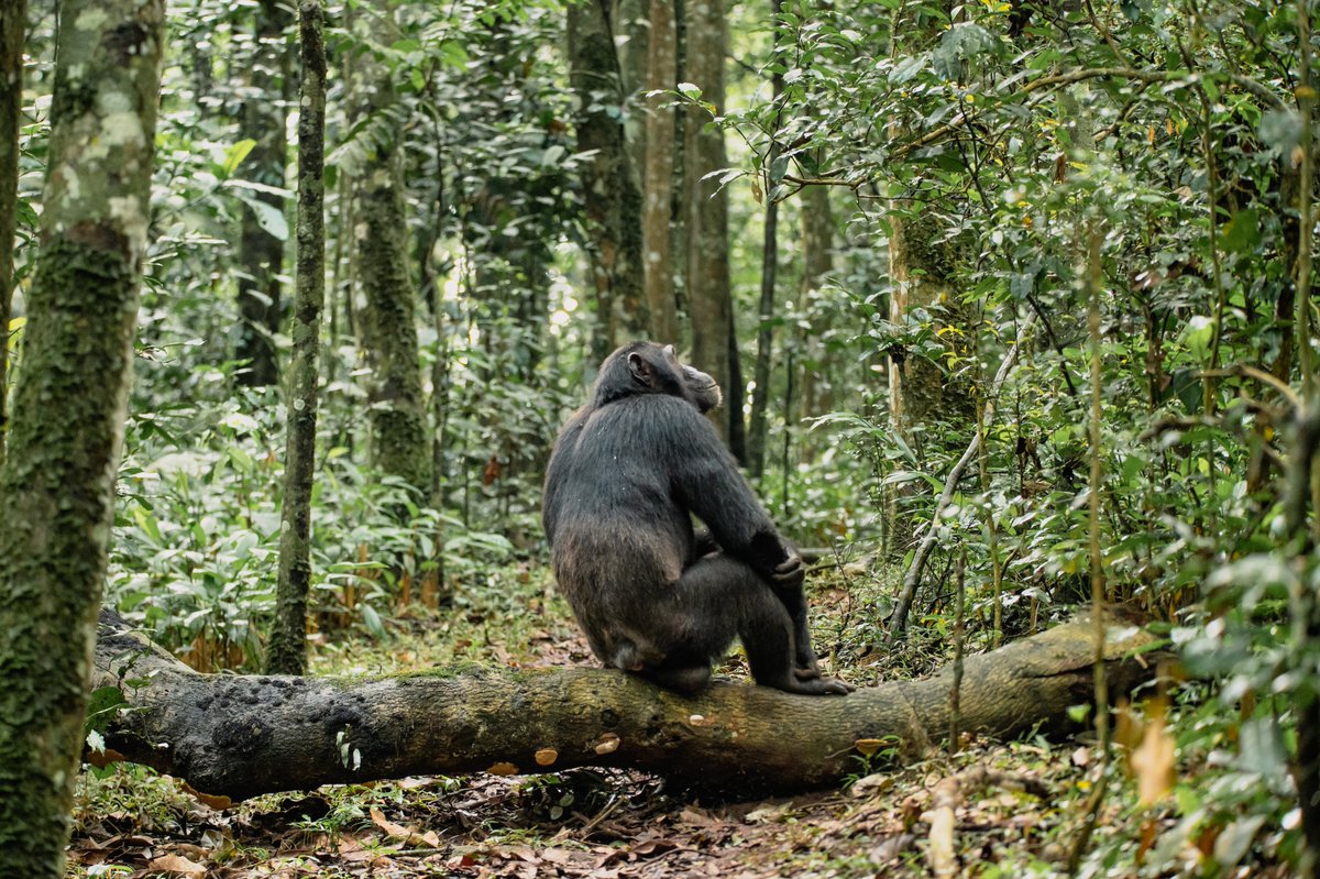 Just like humans, chimps have personalities! Some are playful, others are more serious—but they all share a unique bond with their families.  Check out these beautiful moments from Kibale Forest.