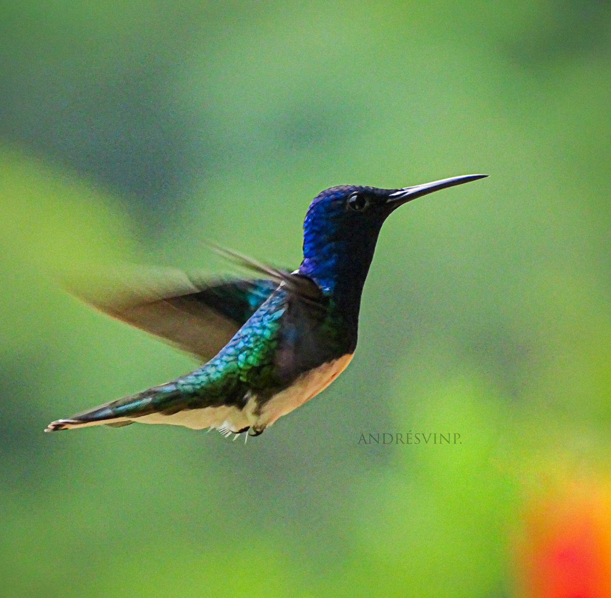 AndresVinP's tweet photo. Jacobino.

#AvesDeColombia
#Naturaleza
#NaturePhotography https://t.co/dAKQnHmQdP